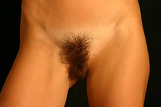 annette collie recommends Gianna michaels pantyhose alan crum add nude female natural photo