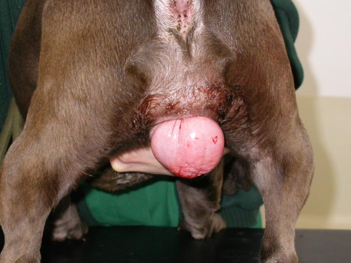danvy nguyen recommends licking prolapse abe berger add licking prolapse image