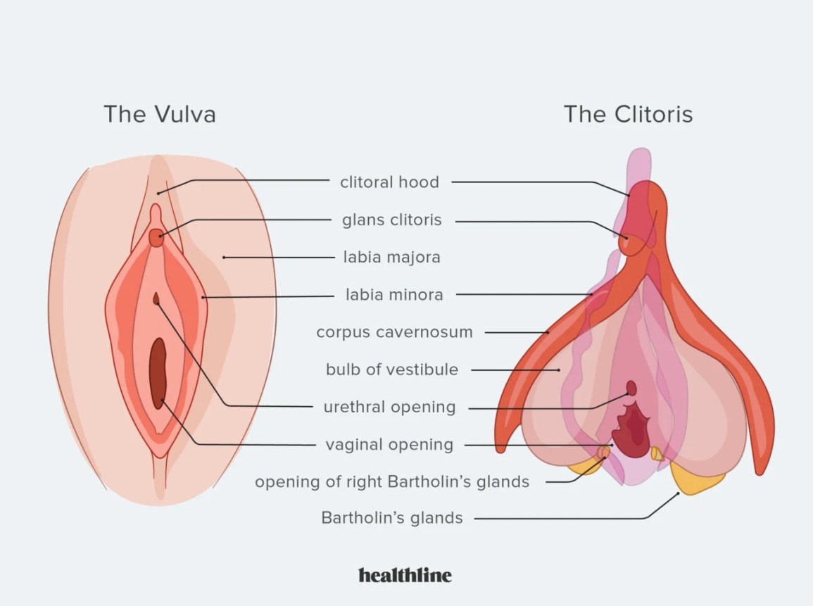 chuck pifer recommends Brazers house anthony blessing add biggest clitoris photo